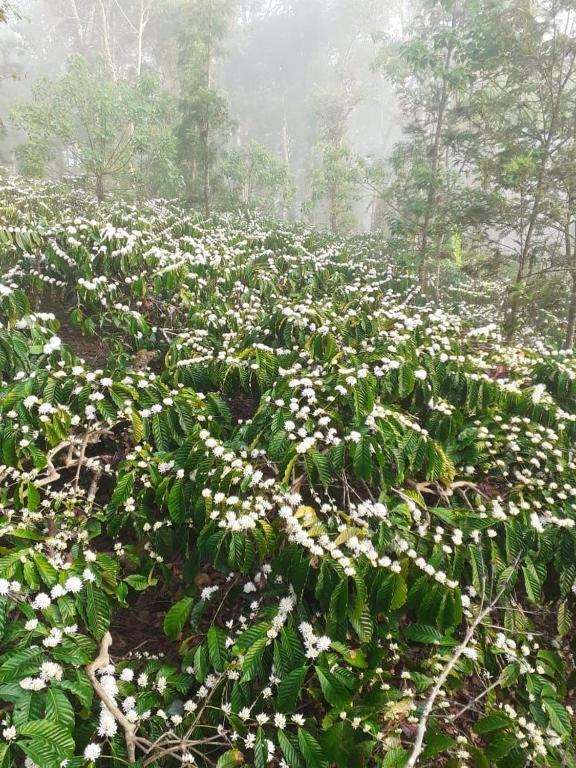 La Paz Coorg Homestay At Madikeri Town Esterno foto